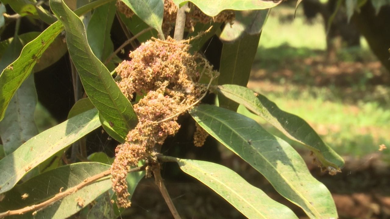 సుమారు 13వేలకు పైగా రైతులు ఈ మామిడి పంటను నమ్ముకొని జీవనం సాగిస్తున్నారు. నూజీవీడు, బంగినపల్లి బేనిషాన్, రసాలు, తోతాబరి, మల్ గూబ, రాణిపసంద్ తదితర రకాల పండ్లు కొల్లాపూర్ నియోజకవర్గంలో పండిస్తారు. ఇక్కడి నేల స్వభావం, నీటి లక్షణాల కారణంగా కొల్లాపూర్ మామిడికి ఎన్నో ప్రత్యేకతలు ఉన్నాయి. దేశీయంగా ఎంతో గుర్తింపు ఉన్న ఇక్కడి మామిడి అమెరికా, మలేషియా, అరబ్, యూరప్ దేశాలకు ఎగుమతి అవుతుంది.