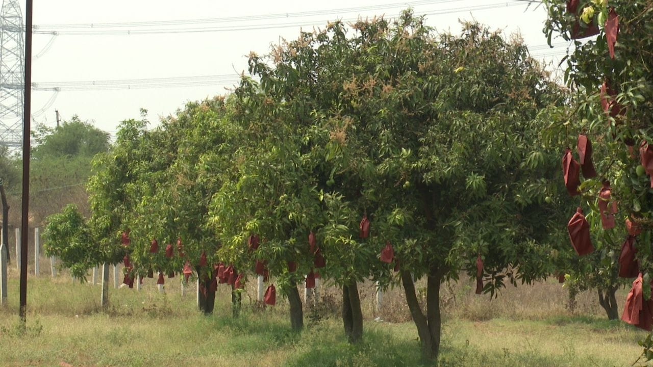 కీలకమైన దశలో ఈ మహమ్మారి మామిడి పూతను ఎదగనివ్వకుండా చేస్తోందని ఉద్యానవన శాఖ అధికారులు చెబుతున్నారు. ఎన్ని రకాల కెమికల్స్ ఉపయోగించిన నల్లతామర తెగుళును నియంత్రించలేకపోతున్నామని ఉద్యానవన శాఖ అధికారులు తెలిపారు. దీని నియంత్రణ కోసం సైంటిస్టులు, అధికారులు సర్వే చేశారని చెప్పారు.ఏది ఏమైనా ఈ ఏడాది సైతం కొల్లాపూర్ మామిడి రైతులకు కలిసిరాలేదు.