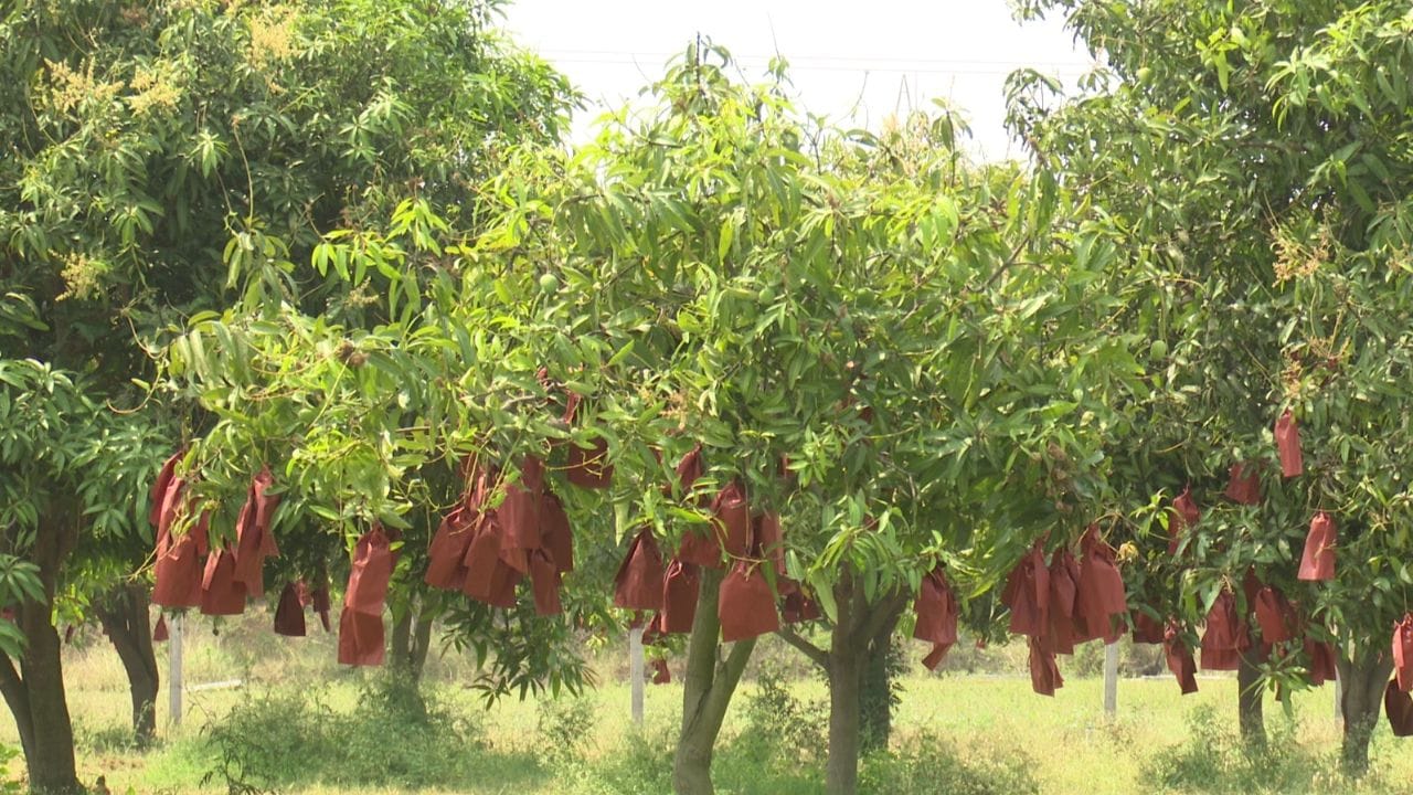 ఒక ఎకరం మామిడితోట ఉంటే లక్షాధికారిగా జీవించే రైతులు ఇప్పుడు ఎన్ని ఎకరాలు ఉన్నా.. ఆశించిన స్థాయిలో దిగుబడి రాక అర్థికంగా నష్టపోతున్నారు. ఒక్కో ఎకరాకు సుమారుగా రూ.లక్ష వరకు ఖర్చు చేసి ఏడాదంత కష్ఠపడితే వాతావరణం, తెగుళ్ల కారణంగా అప్పుల పాలయ్యే పరిస్థితులు వచ్చాయని వాపోతున్నారు. ఇక కాస్తో కూస్తో వచ్చిన మామిడి పిందెలను కాపాడుకునేందుకు అష్టకష్టాలు పడుతున్నారు. తెగుళ్ల నుంచి రక్షణగా ఉద్యానవన శాఖ అందజేస్తున్న కవర్లను మామిడి కాయలకు కడుతున్నారు.