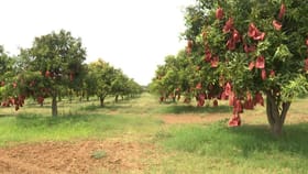 కొల్లాపూర్ మామిడి రైతుల పాలిట శాపంగా మారిన తెగుళ్లు
