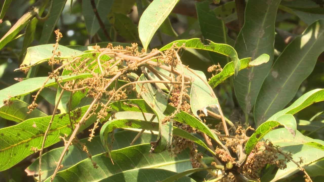 నాలుగేళ్లుగా వదలని నల్లతామర తెగులు:  గడిచిన నాలుగేళ్లు గా కొల్లాపూర్ మామిడి రైతులను కష్టాలు వెంటాడుతున్నాయి. నల్లతామర, తేనేమంచు, బుడిద తెగుళ్ల మామిడి పూతను పట్టిపీడిస్తున్నాయి. దీనికి తోడు వాతావరణ పరిస్థితులు సైతం అనుకూలించడం లేదు. పూత, కాత లేక దిగుబడులు సగానికి పైగా పడిపోయాయి. చూస్తే పచ్చగా, తెల్లని పూతతో కనిపిస్తున్న తోటలు. కాయలే లేక వెలవెలబోతున్నాయి. ఈ సమయానికి కాయలతో మార్కెట్ కు తరలాల్సిన ప్రాంతం నిర్మానుష్యంగా మారింది. ఎన్నిరకాల మందులు వాడినా తెగుళ్లు నియంత్రణలోకి రావడం లేదని రైతులు ఆవేదన వ్యక్తం చేస్తున్నారు.