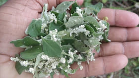 ఇవి పిచ్చి ఆకులు అనుకుంటే మీరు తిక్కలోళ్లే...