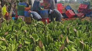 78 ఏళ్ల వయసులో 12  బంగారు పతకాలు..