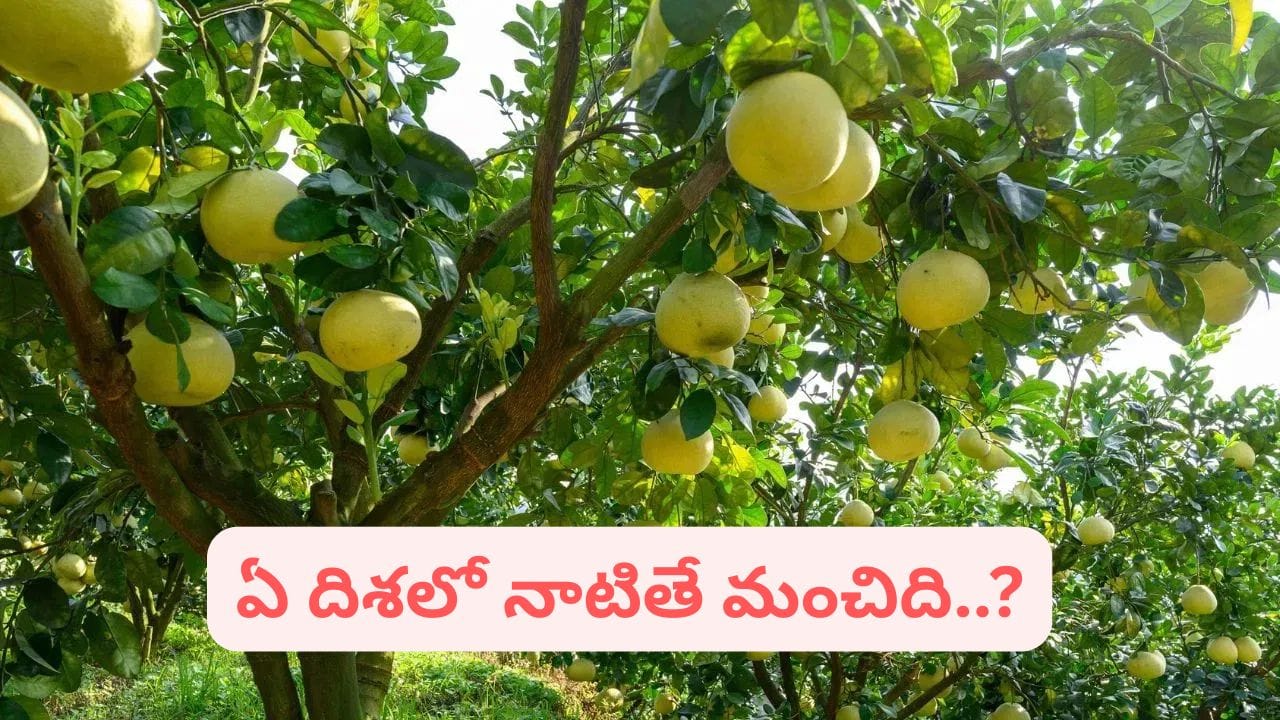 Vastu: ఇంట్లో నిమ్మ చెట్టు పెంచుకుంటే శుభమా.. అశుభమా..? అపోహలు కాదు నిజాలు తెలుసుకోండి
