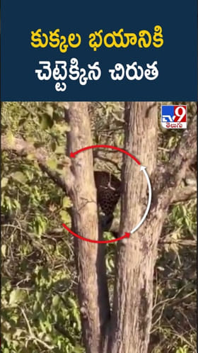 కుక్కల భయానికి చెట్టెక్కిన చిరుత..ఇదిగో వీడియో