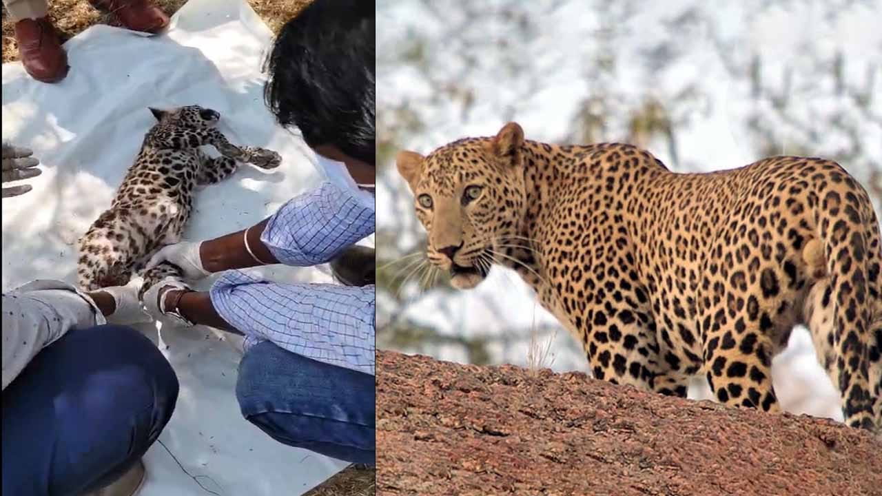 ప్రధాన రహదారి పక్కన చిరుతపులి పిల్ల మృతదేహం కలకలం.. ఇంతకీ ఎలా జరిగింది..?