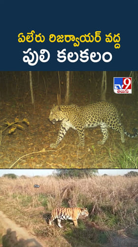 అమ్మబాబోయ్ పులొచ్చింది.. ఏపీలోని ఈ ప్రాంతాల్లో టెన్షన్ టెన్షన్