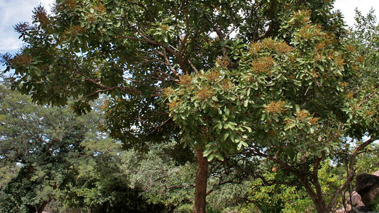 Snake Bite: ఎలాంటి పాము కరిచినా సరే.. ఈ వేరు చప్పరిస్తే విషం వెంటనే విరిగిపోతుంది..