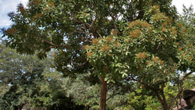 ఎలాంటి పాము కరిచినా సరే.. ఈ వేరు చప్పరిస్తే