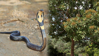 Telangana: ఇల్లు లేని వారికి గుడ్ న్యూస్.. ప్రభుత్వం చెప్పింది తెలిస్తే ఎగిరి గంతేస్తారు..