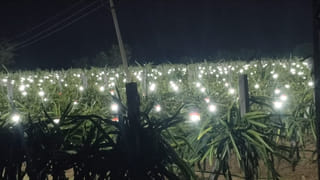 Curd Storage Tips: సమ్మర్‌లో పెరుగు పుల్లగా మారుతుందా? ఇలా చేస్తే రోజుల తరబడి తాజాగా ఉంటుంది!