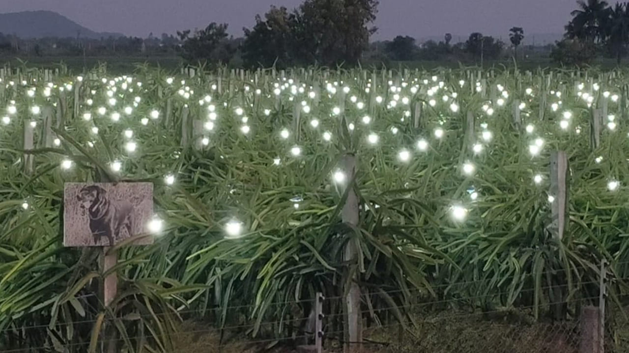 అనంతసాగరం మండలం గోవిందపల్లి గ్రామంలో కలువాయి గ్రామానికి చెందిన పిచ్చిరెడ్డి అనే రైతు ఉద్యానవన శాస్త్రవేత్తల సహకారంతో కర్ణాటకలోని బళ్లారిలో నాణ్యమైన మొక్క ఉందని తెలుసుకొని 16 ఎకరాలలో రెండు సంవత్సరాల క్రితం డ్రాగన్ ఫ్రూట్ పంట సాగు చేశాడు. ఇప్పటికి రెండుసార్లు పంట చేతికొచ్చే సమయానికి మిగిలిన రైతుల పంట కూడా చేతికి రావడంతో మార్కెట్లో డ్రాగన్ ఫ్రూట్‌కు గిట్టుబాటు ధర అందలేదు.
