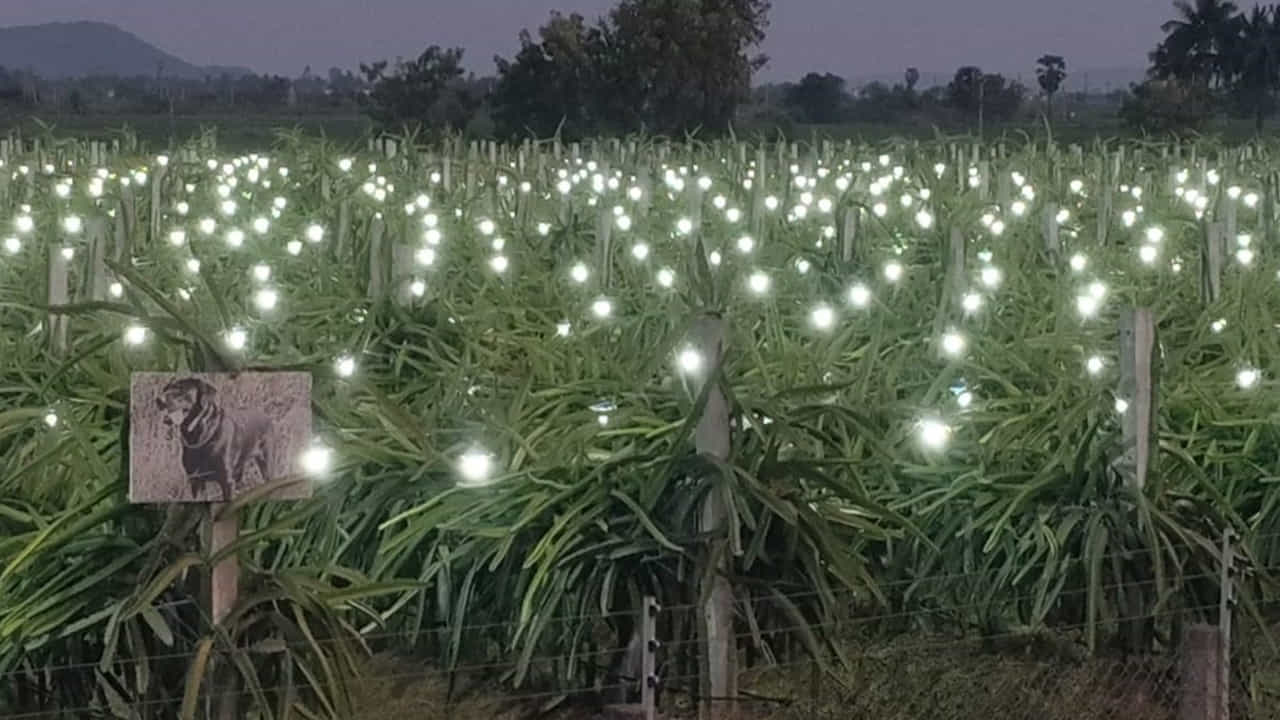 అనంతసాగరం మండలం గోవిందపల్లి గ్రామంలో కలువాయి గ్రామానికి చెందిన పిచ్చిరెడ్డి అనే రైతు ఉద్యానవన శాస్త్రవేత్తల సహకారంతో కర్ణాటకలోని బళ్లారిలో నాణ్యమైన మొక్క ఉందని తెలుసుకొని 16 ఎకరాలలో రెండు సంవత్సరాల క్రితం డ్రాగన్ ఫ్రూట్ పంట సాగు చేశాడు. ఇప్పటికి రెండుసార్లు పంట చేతికొచ్చే సమయానికి మిగిలిన రైతుల పంట కూడా చేతికి రావడంతో మార్కెట్లో డ్రాగన్ ఫ్రూట్కు గిట్టుబాటు ధర అందలేదు.