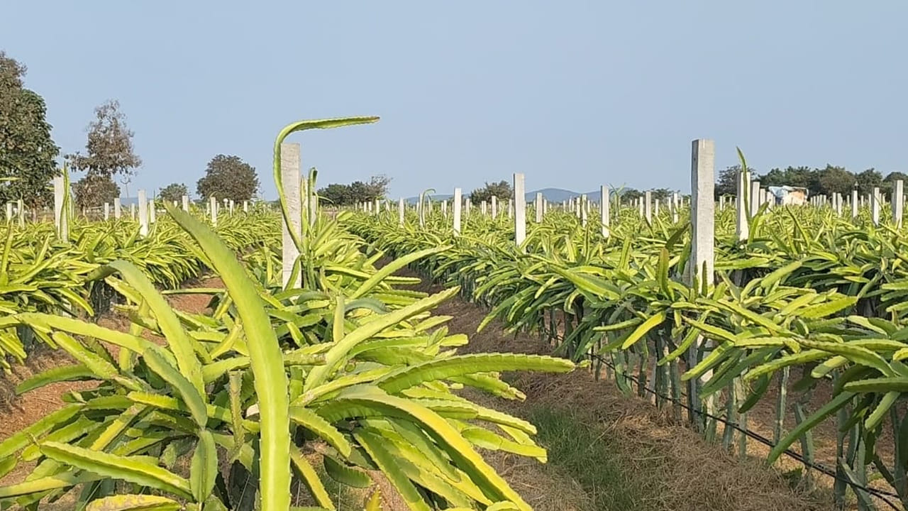 దీంతో ఆవేదనకు లోనైన రైతు ఎలాగైనా ఆదాయం పొందాలని నిర్ధారించుకొని అన్ సీజన్ ఐన శీతాకాలంలో రాత్రి వేళల్లో విద్యుత్ దీపాలను ఏర్పాటు చేస్తే సూర్యకాంతి పడినట్లుగా భావించి మొక్క ఏపుగా పెరిగి కాపు కొస్తాయని సంబంధిత ఉద్యానవన శాఖ శాస్త్రవేత్తల ద్వారా తెలుసుకున్నారు. వెంటనే తన పొలంలోని నాలుగు ఎకరాలలో విద్యుత్ దీపాలను అమర్చాడు. మంచు మొక్కపై పడకుండా ఉండేటట్లు ఏర్పాటు చేశాడు. దీంతో అనుకున్నట్లుగానే మొక్క పెరగడమే కాకుండా పిందె దశలో కాపు ఆశాజనకంగా ఉందని రైతు పిచ్చిరెడ్డి తెలిపాడు. అనుకున్నట్లుగా మంచి కాపు వస్తే 16 ఎకరాలలోని కాపుకు విద్యుత్ ఉద్యోపాలు అమర్చి అన్ సీజన్లో కూడా మంచి రాబడి తీసుకునేందుకు ప్రయత్నిస్తానని అంటున్నారు పిచ్చి రెడ్డి.
