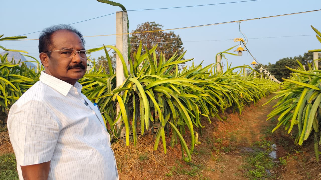 సాధారణంగా డ్రాగన్ ఫ్రూట్ పంట నవంబర్ మాసంలో చేతికొస్తుందని ఆ సమయంలో డ్రాగన్ ఫ్రూట్ వేసిన ప్రతి రైతుకు పంట దిగుబడి రావడంతో ఆశించిన స్థాయిలో రైతుకు ఆదాయం లేకపోవడంతో శాస్త్రవేత్తల సలహా మేరకు అక్టోబర్ మాసం నుంచి  విద్యుత్ దీపాలను ఏర్పాటు చేస్తే పంట దిగుబడి ఫిబ్రవరి నుంచి మొదలై మార్చి వరకు పంట చేతికొస్తుందని తెలిపాడు. దీంతో మార్కెట్లో డ్రాగన్ ఫ్రూట్ అందుబాటులో ఉండదు కనుక మంచి లాభాలు ఆశించవచ్చని రైతు తెలిపాడు.

