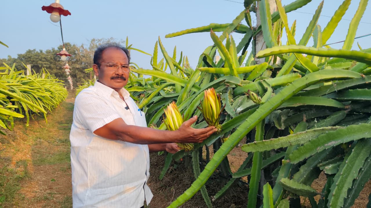 పంటని అన్ సీజన్లో పంట సాగు చేస్తే మొక్కలను చిన్న పిల్లలను చూసుకున్నట్లుగా చూసుకోవాలని రైతు పిచ్చిరెడ్డి తెలిపాడు. మందులు వేయాల్సిన పనిలేదని నీటి అవసరం చాలా తక్కువే ఉంటుందని 70 శాతం ఆర్గానిక్ పద్ధతిలో 30% రసాయన పద్ధతిలో పంట సులభ పద్ధతిలో సాగు చేస్తున్నానని తెలిపాడు.