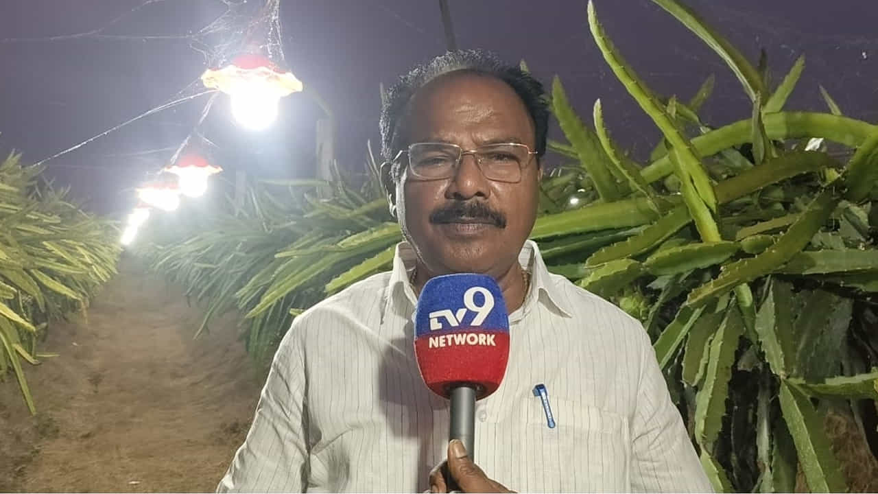 దీంతో రైతుకు మంచి లాభాలు వస్తాయి అనే ఆశిస్తున్నాడు. పంట వేసిన్నప్పుడు ఒక్కసారి మాత్రమే ఖర్చు అవుతుంది. ఆ తర్వాత ఖర్చు ఉండదు. ప్రతి రైతు కొంత విస్తీర్ణంలో సాగుచేస్తే దీర్ఘకాలంగా లాభాలను పొందే అవకాశం ఉంటుంది.