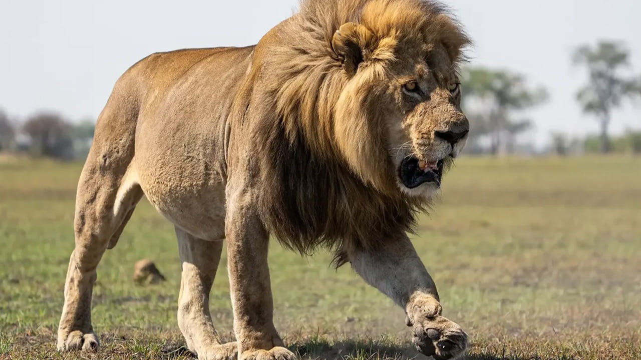 Lion: సింహం మీ ముందుకు వస్తే ఏమి చేయాలి.? ఈ ఒక్కటి చేస్తే..