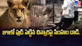 జూలో ఫుడ్ పెట్టిన చిన్నారిపై సింహం దాడి.. వైరల్ వీడియో