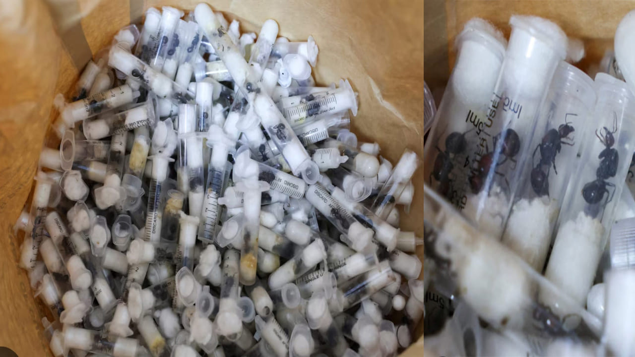 ఇదేం విడ్డూరం సామీ.. చీమలను కూడా స్మగ్లింగ్ చేస్తారా? ఏకంగా కోట్లలో వ్యాపారం..