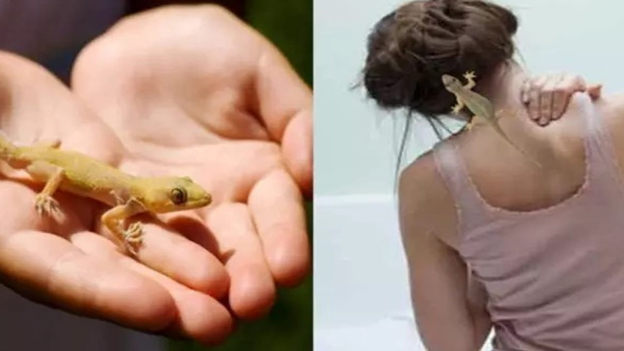 ఇకపోతే, అన్ని వేళలా బల్లి కనిపించడం శుభం కాదు. కొన్ని సందర్భాల్లో అప్రమత్తంగా ఉండాలి. బల్లి గోడపై నుండి కిందికి వేగంగా పాకడం చూస్తే, అది ధన నష్టానికి లేదా పనుల్లో ఆటంకాలకు సంకేతం కావచ్చు. శరీరంపై బల్లి పడటంపై ప్రత్యేకమైన బల్లి శాస్త్రం ఉంది. కుడి భాగంపై పడితే ఒక రకమైన ఫలితం, ఎడమ వైపు పడితే మరో ఫలితం ఉంటుందని చెబుతారు.