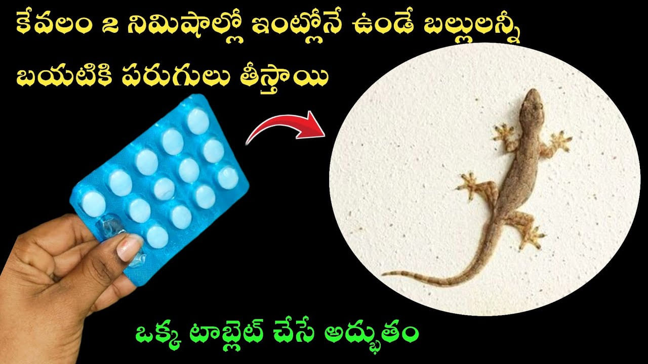 ఇలా చేస్తే.. నిమిషాల్లోనే ఇంట్లో ఉన్న బల్లులన్నీ పరార్..