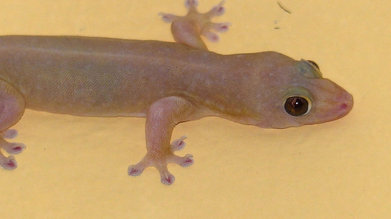 ఎలక్ట్రానిక్ వస్తువుల వెనుక: ఫ్రిజ్ వెనుక భాగం లేదా ఏసీ యూనిట్ల లోపల ఉండే వెచ్చదనం బల్లుల గుడ్లు త్వరగా పొదగడానికి సహాయపడతాయి. అందుకే ఇవి బల్లులకు ఇష్టమైన ప్రదేశాలు. ఈ పరికరాల వెనుక దుమ్ము పేరుకుపోకుండా చూసుకోవాలి.