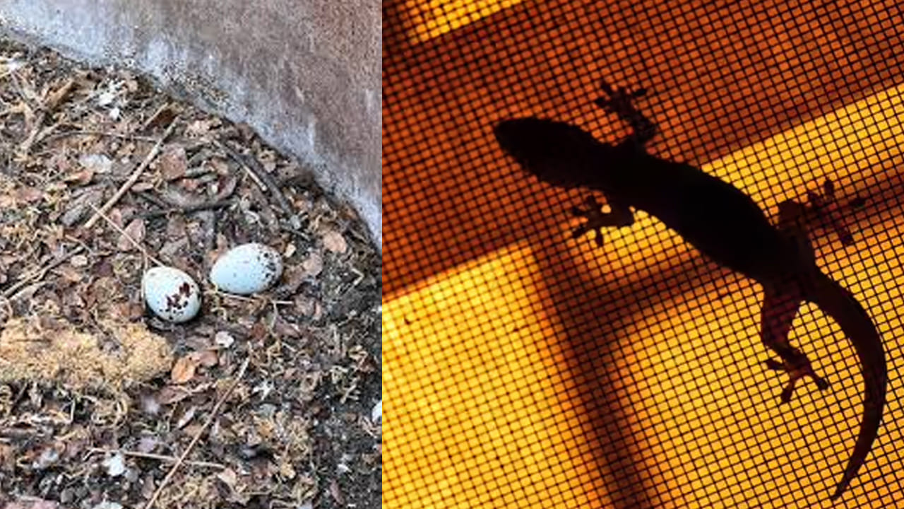 ఫోటో ఫ్రేమ్‌లు, క్యాలెండర్ల వెనుక: గోడలకు తగిలించిన ఫోటోలు, గడియారాలు లేదా క్యాలెండర్ల వెనుక భాగం బల్లులకు సురక్షితమైన స్థావరాలు. అక్కడ ఎక్కువ కాలం ఎవరూ కదిలించరు కాబట్టి, అవి నిశ్చింతగా గుడ్లు పెడతాయి. వీటిని సకాలంలో గుర్తించి శుభ్రం చేయకపోతే, ఇంట్లో బల్లుల సంఖ్య వేగంగా పెరిగిపోతుంది.