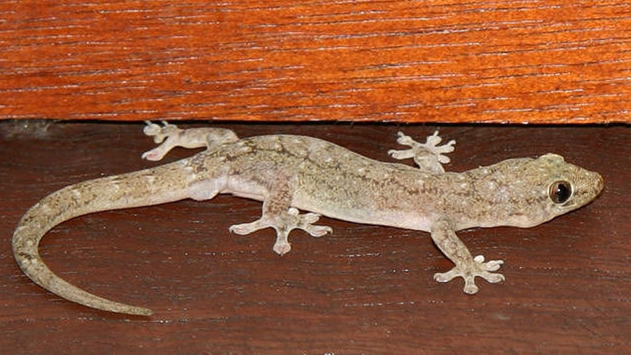 అల్మారాలు, పాత సామాన్లు: మనం అరుదుగా ఉపయోగించే అల్మారాలు లేదా స్టోర్ రూమ్ లోని పాత పేపర్ల కట్టలు, బట్టల వెనుక బల్లులు దాక్కుంటాయి. ఇంటి మూలల్లో వెలుతురు ప్రసరించేలా చూసుకోవడం వల్ల బల్లులు అక్కడ ఉండవు. బల్లులను వదిలించుకోవడానికి నెమలి ఈకలు, కాఫీ పొడి లేదా ఉల్లిపాయ ముక్కలను ఆయా ప్రదేశాల్లో ఉంచడం వల్ల మంచి ఫలితం ఉంటుంది. 