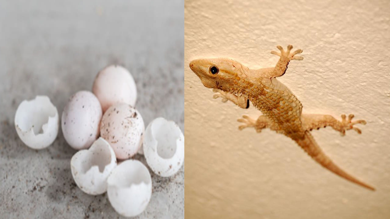 కిటికీలు, వెంటిలేటర్లు: కిటికీ రెక్కల మధ్య ఉండే సందులు, చెక్క సామాన్ల మధ్య ఉండే రంధ్రాలు బల్లులకు అనువైనవి. వీటిని ఎప్పటికప్పుడు చెక్ చేస్తూ ఉండాలి. బల్లులను వదిలించుకోవడానికి నెమలి ఈకలు, కాఫీ పొడి లేదా ఉల్లిపాయ ముక్కలను ఆయా ప్రదేశాల్లో ఉంచడం వల్ల మంచి ఫలితం ఉంటుంది. 