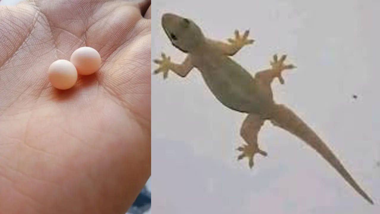 Lizard Egg Removal Tips