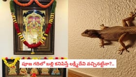 పూజ గదిలో బల్లి కనిపిస్తే లక్ష్మీదేవి వచ్చినట్టేనా?..
