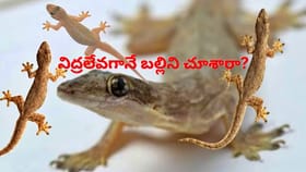 ఉదయం నిద్రలేవగానే బల్లి కనిపిస్తే ఏమవుతుందో తెలుసా..?