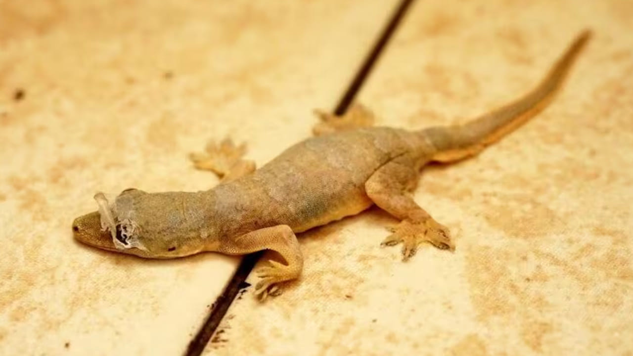 అలాగే ఉదయం లేవగానే ఆవును చూడటం చాలా మంచిది. ముఖ్యంగా గోమాత, తల్లి పాలు తాగుతున్న లేగ దూడ విగ్రహం. ఆవును చూడటం వలన అదృష్టం కలిసి వస్తుందని చెబుతున్నారు పండితులు. ఇది ఇంటిలో ఆనందం, శ్రేయస్సును, చేసే పనుల్లో విజయాన్ని కూడా సూచిస్తుందంట. అందువలన ఎవరు అయితే లేచిన వెంటనే గోమాతను చూస్తారో వారు చాలా అదృష్టవంతులు. ఎవరు అయితే ఉదయం లేచిన వెంటనే నెమలి కన్నుల చిత్రాలు లేదా, పువ్వులను చూస్తారో వారికి అదృష్టం కలిసి వస్తుంది. ఆ రోజు అనుకోని విధంగా ప్రయోజనాలు పొందుతారు అని చెబుతున్నారు జ్యోతిష్య శాస్త్ర నిపుణులు.