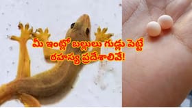 బల్లుల బెడదతో విసిగిపోయారా? అవి గుడ్లు పెట్టే ప్రదేశాలు క్లీన్ గా