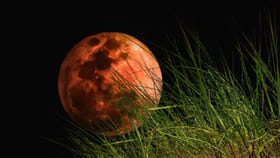 రేపే చంద్ర గ్రహణం.. ఏ పదార్థాలపై దర్భ, గరక గడ్డి వేయాలో తెలుసా?