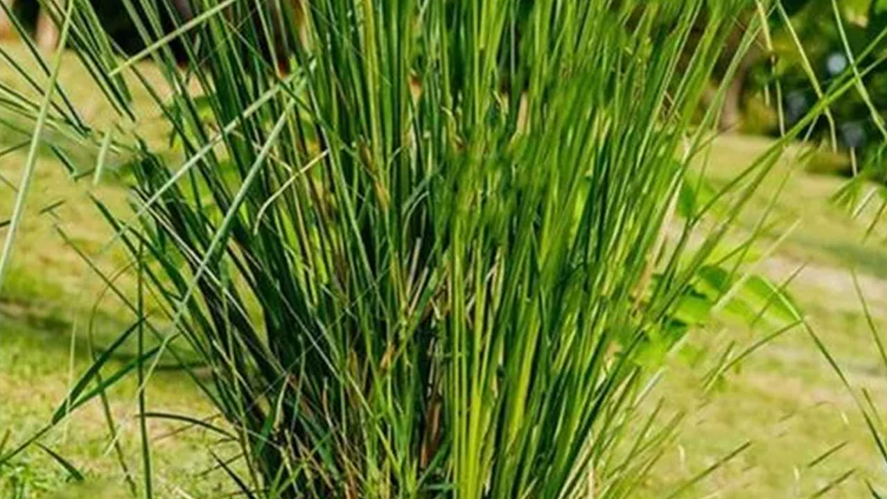 గ్రహణం సమయంలో హానికరమైన రేడియేషన్ ప్రభావం ఆహారపదార్థాల మీద పడకుండా దర్భ లేదా గరిక వేయాలి అంటారు. ముఖ్యంగా రాహు, కేతువుల చెడు ప్రభావం కూడా పొగొట్టడానికి దర్భ గడ్డిని ఆహారపదార్థాల మీద వేస్తుంటారు. దీని వలన ఆహారం శుద్ధిఅయినట్లు.