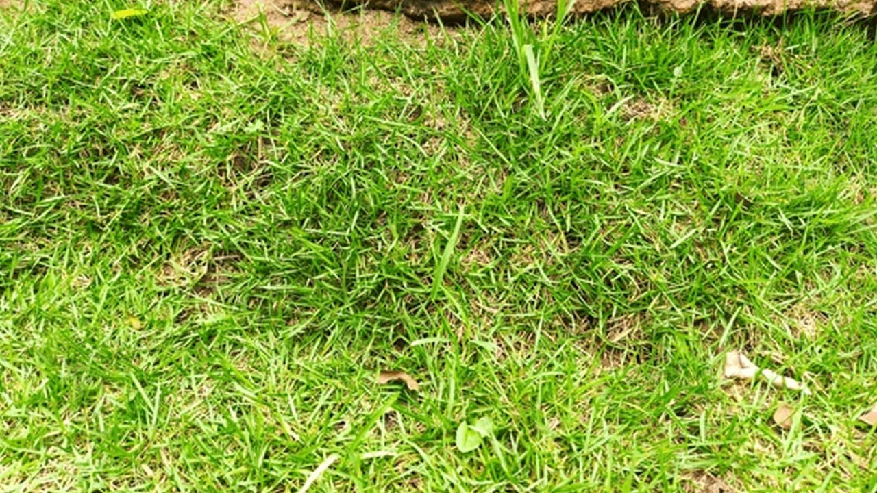 అయితే గ్రహణం సమయంలో ఊరగాయలపై  దర్భ గడ్డి వేయాలి. అంతే కాకుండా పాలు, పెరుగు, బియ్యం వంటి ఆహార పదార్థాలపై దర్భ గడ్డి లేదా గరక వేయడం వలన ఇది చెడు కిరణాలను నిరోధిస్తుందంట. 