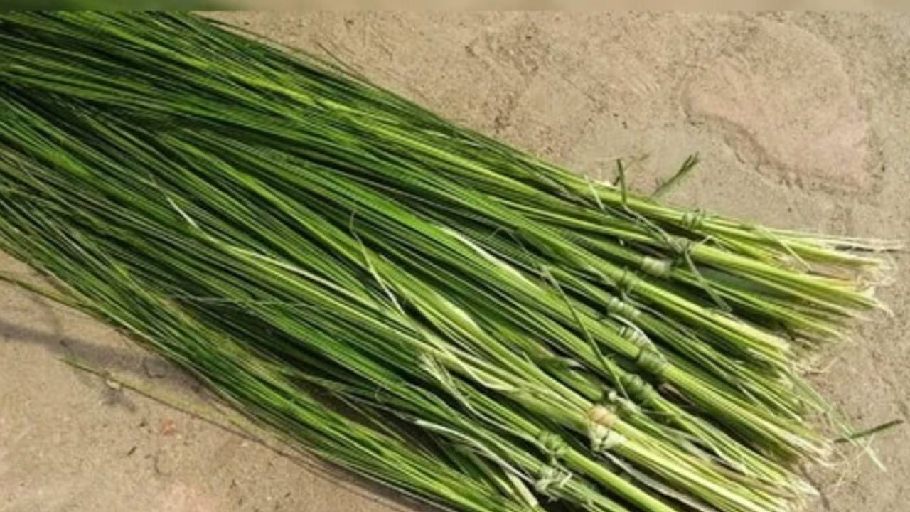 ఇవే కాకుండా, తాగు నీరు, మిక్సీ పప్పు గిన్నెలు, తాంబూలం , వండిన అన్నం, నిలువ పప్పులు, చింత పండు, వంట సామానుల ర్యాక్ వంటి వాటిపై కూడా తప్పకుండా దర్భ లేదా గరిక గడ్డిని వేయాలి అని చెబుతున్నారు పండితులు. ఇది గ్రహణ ప్రభావాన్ని తొలిగిస్తుందంట.