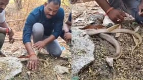 పాముకు సీపీఆర్ చేయడం ఎప్పుడైనా చూశారా? ఇదిగో వీడియో