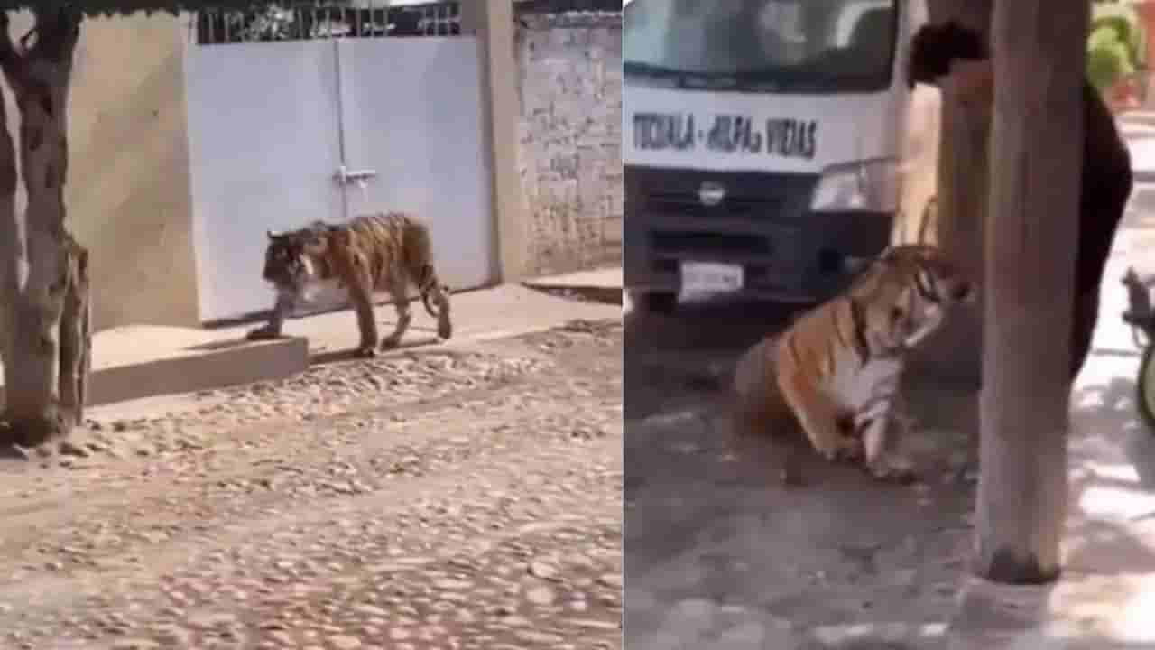 Viral Video: వార్నీ అదేమన్న కుక్క పిల్ల అనుకున్నావా..? ఇంత సింపుల్గా పట్టుకెళ్లిపోయావు..!