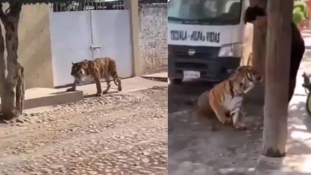 Viral Video: వార్నీ అదేమన్న కుక్క పిల్ల అనుకున్నావా..? ఇంత సింపుల్గా పట్టుకెళ్లిపోయావు..!