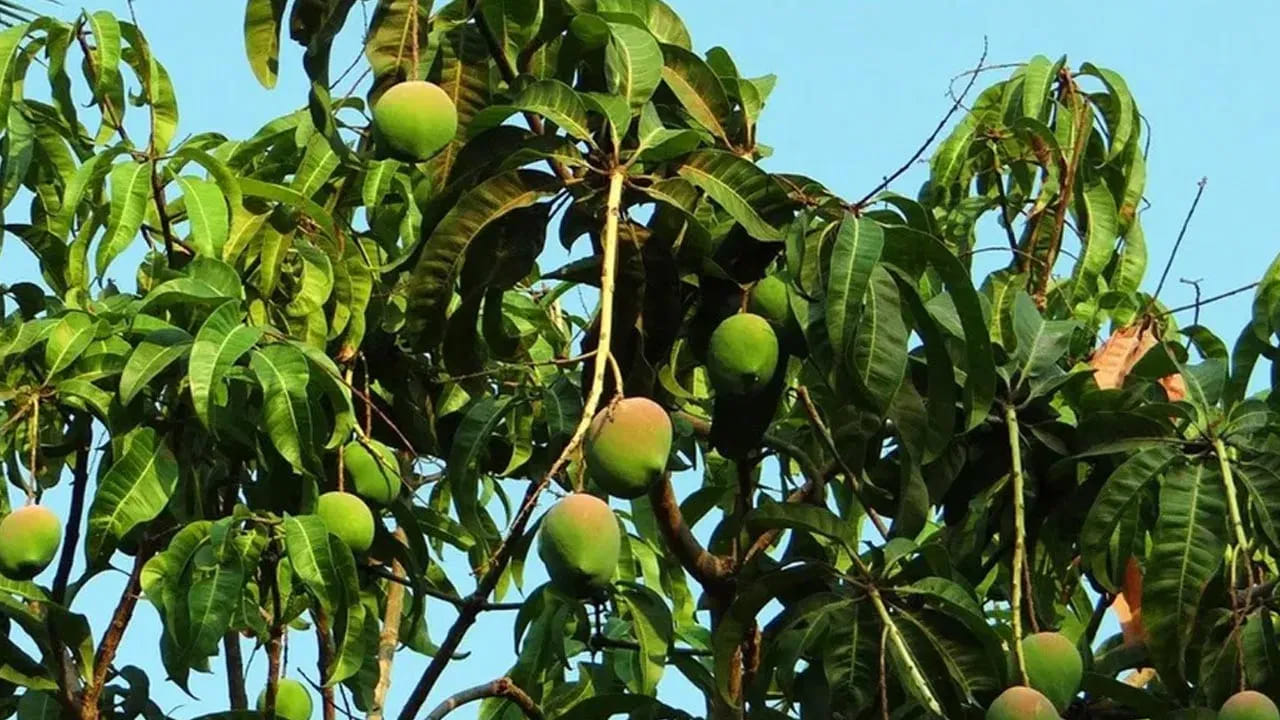 5. కాలేయం, దంతాల ఆరోగ్యం.. 

కాలేయాన్ని శుభ్రపరచడంలో సహాయపడుతుంది. అలాగే చిగుళ్ల నుంచి రక్తస్రావం, నోటి దుర్వాసన వంటి సమస్యలను తగ్గిస్తుంది. 
జాగ్రత్తలు: పచ్చి మామిడికాయలు ఆరోగ్యానికి మంచివే అయినప్పటికీ, వాటిని పరిమితంగా మాత్రమే తినాలి. ఎక్కువగా తింటే కడుపు నొప్పి, గొంతు నొప్పి వంటి సమస్యలు రావచ్చు. నెయ్యి లేదా కొద్దిగా ఉప్పుతో తీసుకుంటే మరింత ప్రయోజనం ఉంటుంది. మొత్తంగా, పచ్చి మామిడి వేసవిలో శరీరానికి సహజమైన శక్తిని అందించే ఒక అద్భుతమైన ఆహారం.
