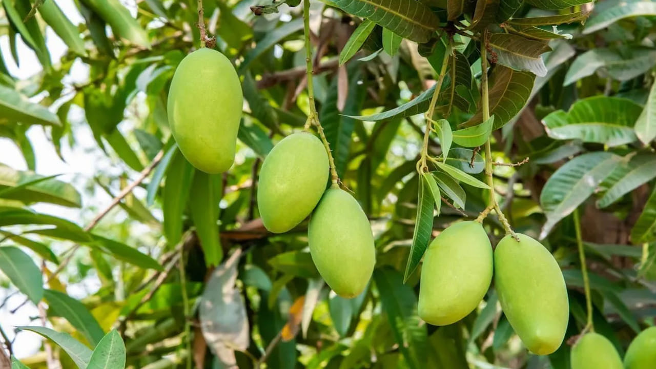 వేసవి సీజన్ రాగానే మామిడి (Mangos) ప్రియుల ఆనందానికి హద్దులు ఉండవు. వేసవి ప్రారంభం కాగానే పచ్చి   మామిడికాయలు మార్కెట్‌లో కనిపించడం మొదలవుతుంది.  మామిడిని “పండ్ల రాజు”గా పిలుస్తారు. అందుకే దాని కోసం ఏడాది పొడవునా ఎదురుచూస్తారు. ముఖ్యంగా ఏప్రిల్‌లో పచ్చి మామిడికాయలు విరివిగా లభిస్తాయి. అయితే, పచ్చి మామిడి రుచి మాత్రమే కాదు, ఆరోగ్యానికి కూడా ఎంతో మేలు చేస్తుంది. ప్రతి కాలానికి అనుగుణంగా లభించే ఆహారాలను తినడం మన శరీరానికి చాలా అవసరం. అయితే, ఏ ఆహారమైనా పరిమితంగా తీసుకోవడం మంచిది. 

పచ్చి మామిడి పోషక విలువలు

పచ్చి మామిడికాయలు విటమిన్ A, విటమిన్ C, విటమిన్ E, కాల్షియం, ఐరన్, ఫైబర్, మెగ్నీషియం, ఫాస్ఫరస్ వంటి అనేక పోషకాలతో నిండి ఉంటాయి. ఇవి శరీరాన్ని వేసవి వేడికి నుంచి  రక్షించి, రోగనిరోధక శక్తిని పెంచుతాయి. 
