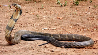 Andhra Pradesh: వామ్మో.. ఇంత పెద్ద పామును మీ లైఫ్‌లో చూసి ఉండరు.. వీడియో చూస్తే మైండ్ బ్లాంకే..