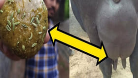 పాలల్లో వెన్న శాతం ఒక్కసారిగా డబుల్ అవ్వాలా..?