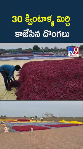 మిర్చి దొంగలు బాబోయ్.. రాత్రికి రాత్రికి  రూ.7 లక్షల విలువైన..