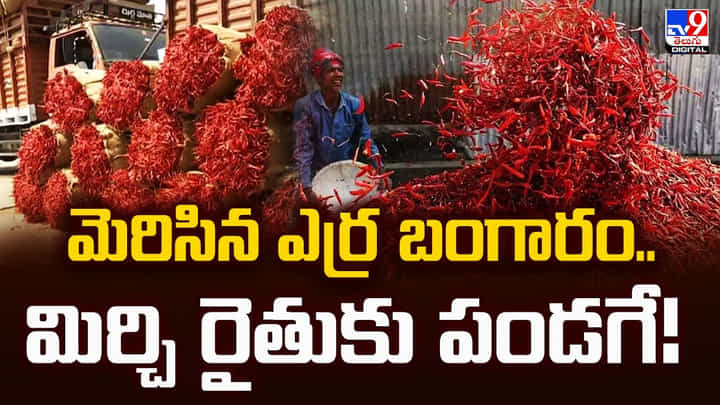 మెరిసిన ఎర్ర బంగారం.. మిర్చి రైతుకు పండగే మెరిసిన ఎర్ర బంగారం.. మిర్చి రైతుకు పండగే