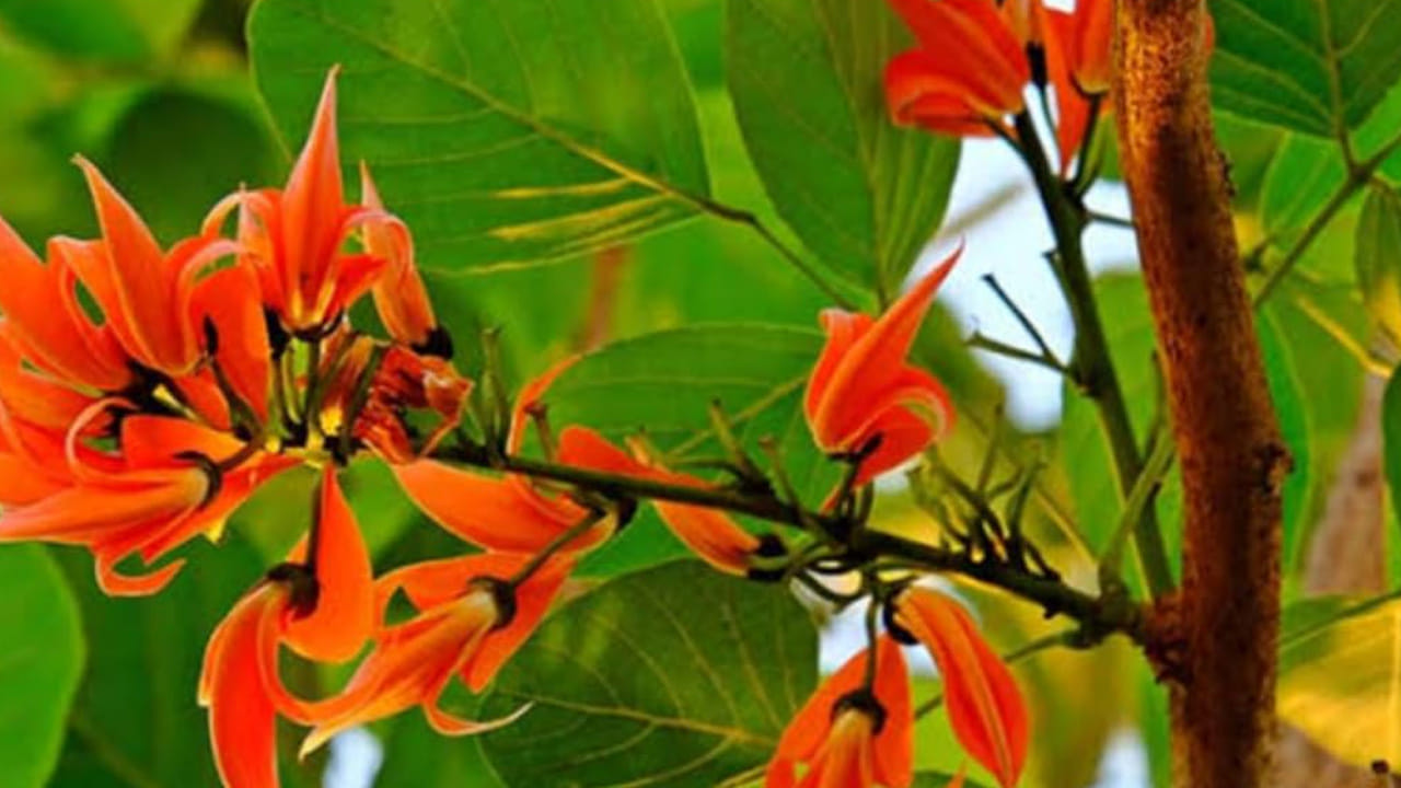 చర్మ సమస్యలకు పరిష్కారం: మోదుగ పూలలో యాంటీ సెప్టిక్, యాంటీ బ్యాక్టీరియల్ గుణాలు పుష్కలంగా ఉంటాయి. ఈ పూలను ఎండబెట్టి పొడి చేసి, నీటిలో కలిపి పేస్ట్‌లా చేసి రాస్తే మొటిమలు, గజ్జి, తామర మరియు చర్మంపై వచ్చే దద్దుర్లు తగ్గుతాయి.