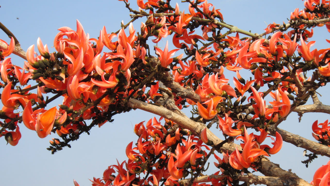 మధుమేహం (Diabetes) నియంత్రణ: రక్తంలోని చక్కెర స్థాయిలను తగ్గించే గుణం మోదుగ పూలకు ఉంది. వీటి పొడిని క్రమబద్ధంగా వాడటం వల్ల మధుమేహం అదుపులో ఉంటుంది.